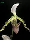 Paphiopedilum parishii var dianthum 